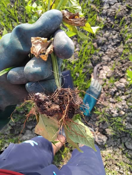 ممكن اعرف علاج للفاصوليا